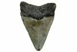 Juvenile Megalodon Tooth - North Carolina #361726-1